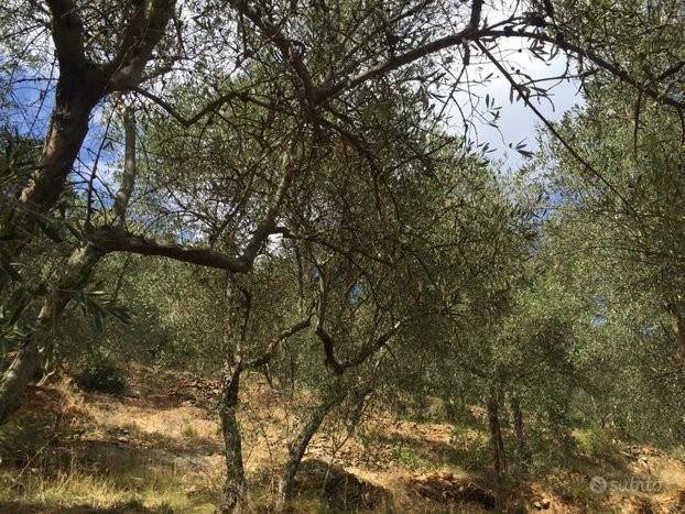 Terreno a San giuliano terme in Via del Tommasone Asciano, , 11 - Foto 3