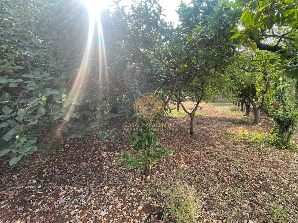 Terreno a Alessano in Via Luigi Pirandello - Foto 3