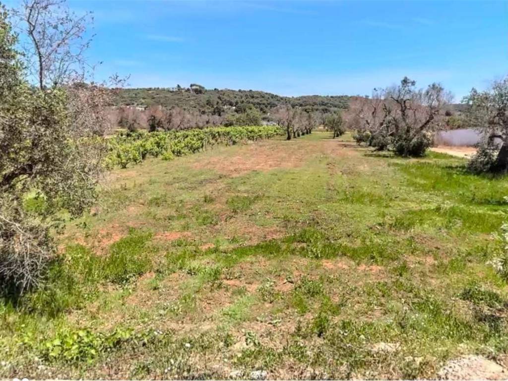 Terreno a Casarano in strada vicinale pagane - Foto 3