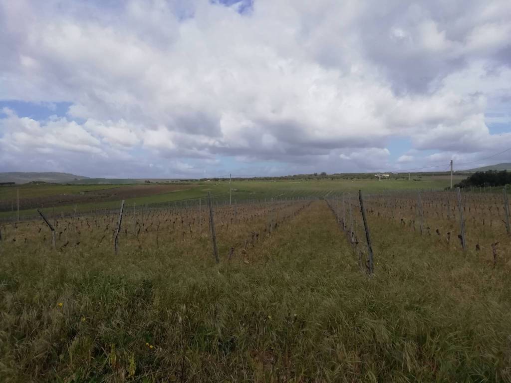 Terreno a Sambuca di sicilia in Contrada Arancio - Foto 3