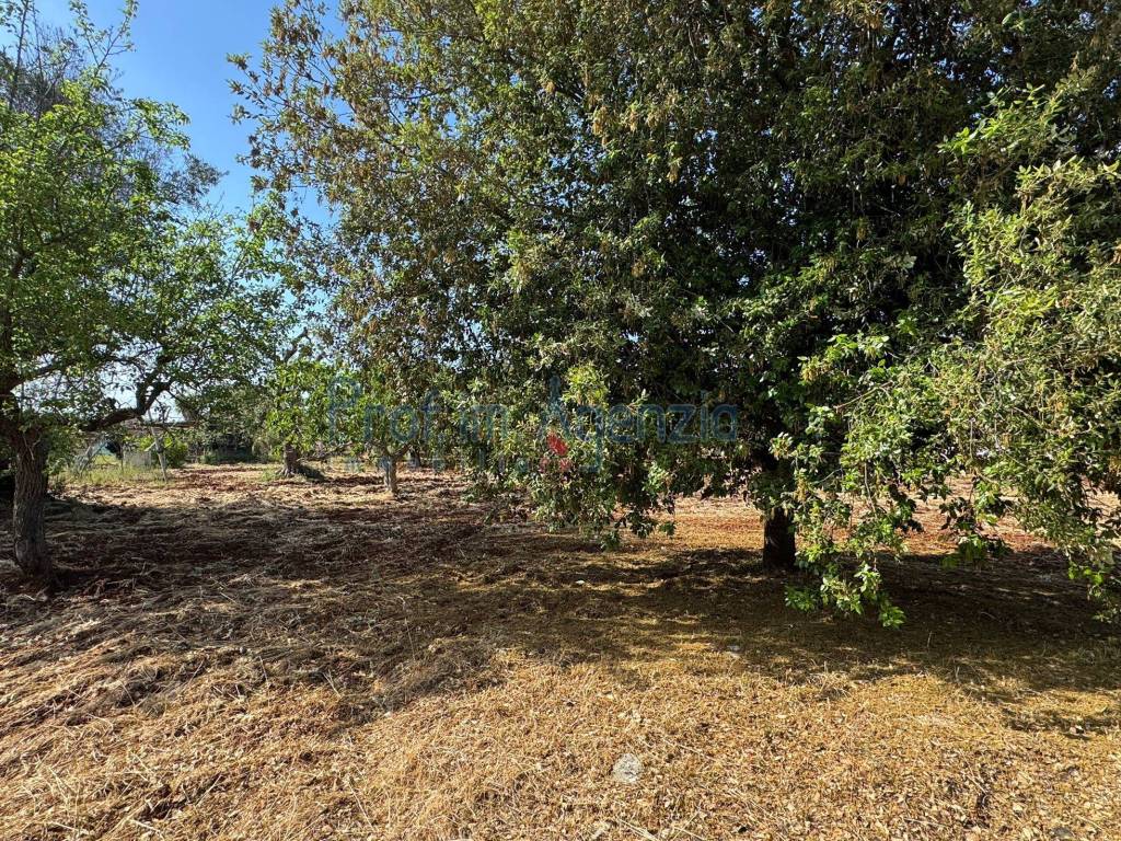 Terreno a Carovigno - Foto 4