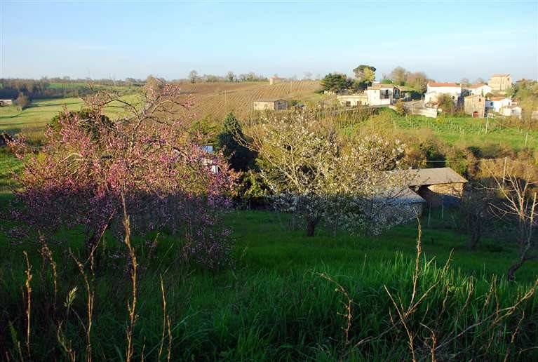 Terreno a Montefiascone - Foto 2