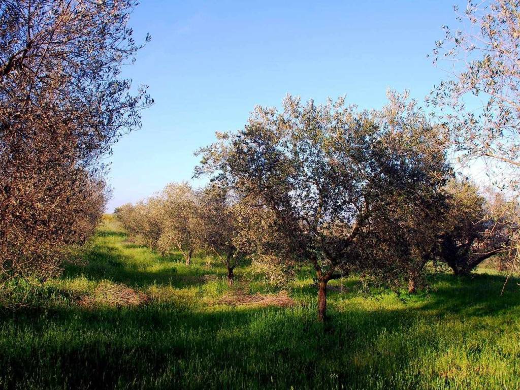 Terreno a Montefiascone - Foto 3