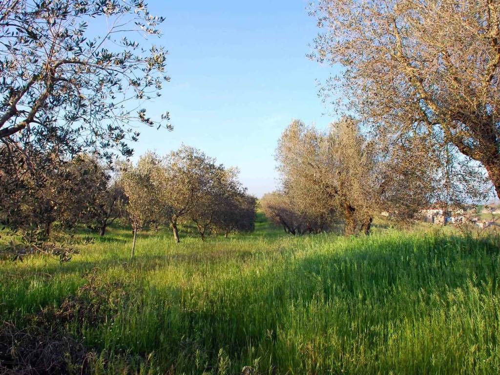 Terreno a Montefiascone - Foto 4