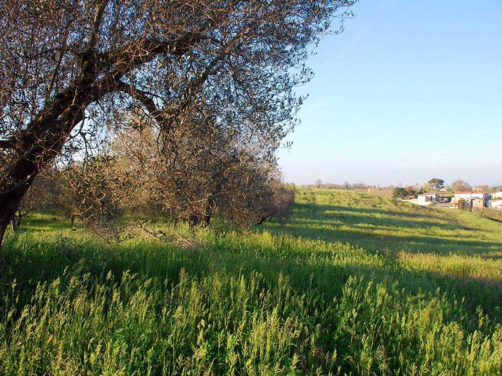 Terreno a Montefiascone - Foto 5