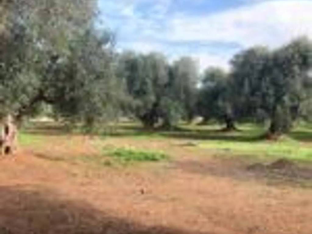 Rustico / casale a Ostuni in Contrada Montecaruso S.N.C. - Foto 4