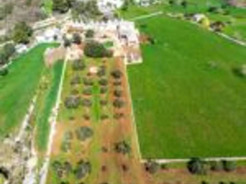 Rustico / casale a Ostuni in Contrada Fogge Di Sauro S.N.C. - Foto 5