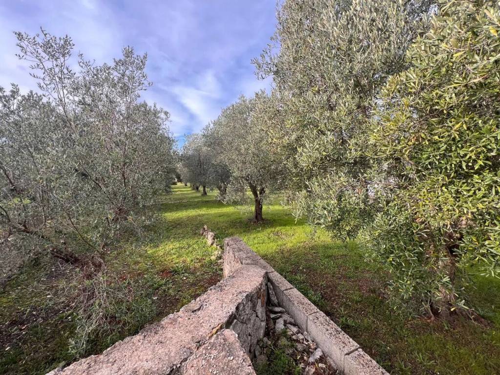 Villa a Ostuni in Sp Ostuni-Ceglie S.N.C. - Foto 5