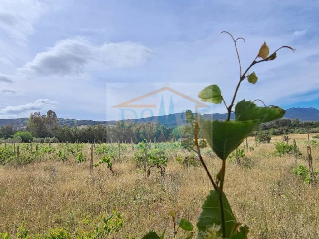 Villa a Siniscola - Foto 3