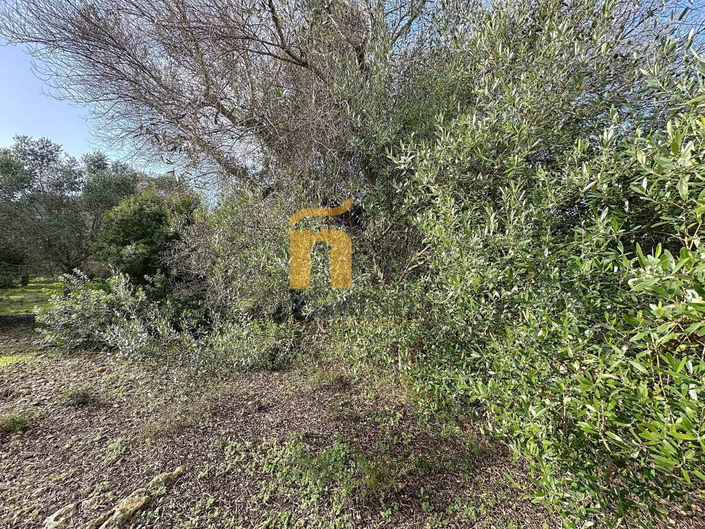 Terreno a Porto cesareo in Via Strada Chiusurella - Foto 2
