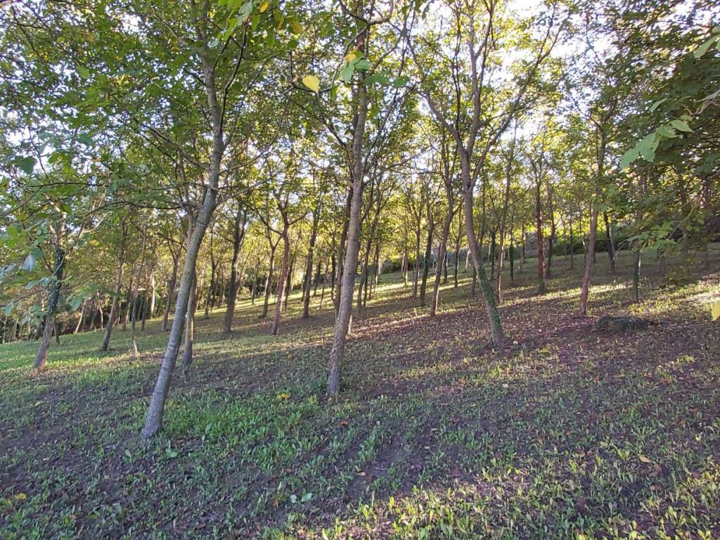 Rustico / casale a Viarigi - Foto 5