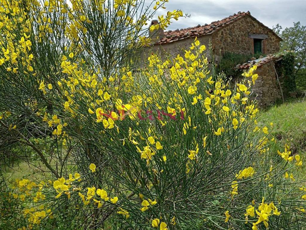 Rustico / casale a Roccalbegna in Cana - Roccalbegna - Foto 2
