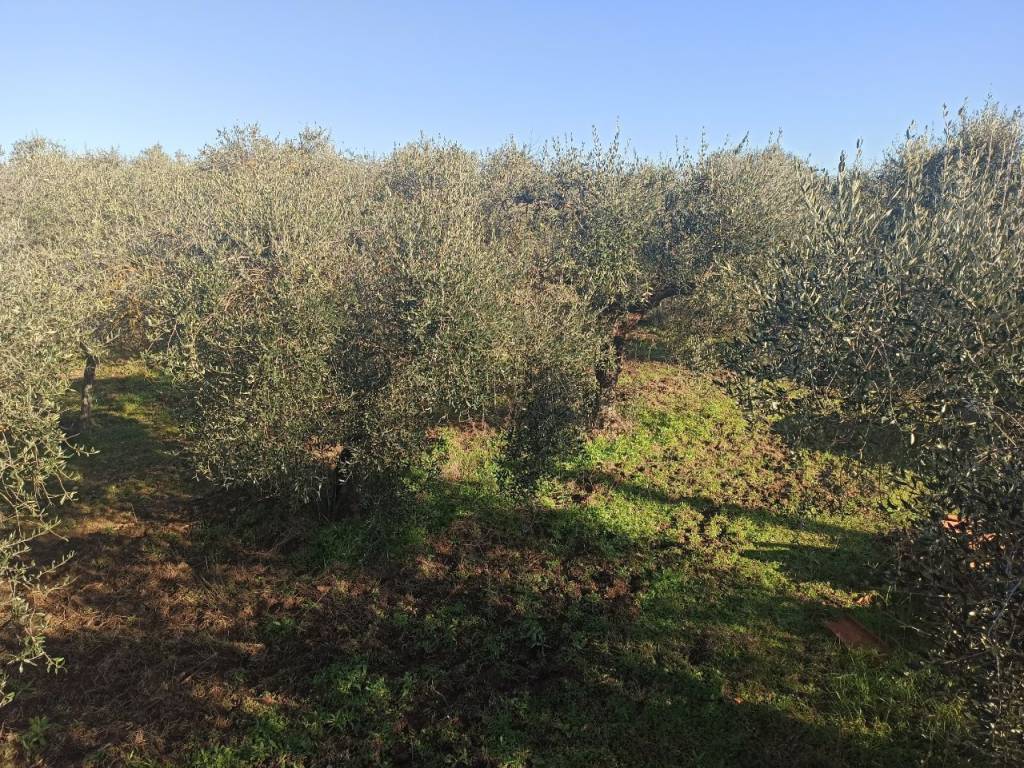 Terreno a Piegaro in Frazione - Foto 5