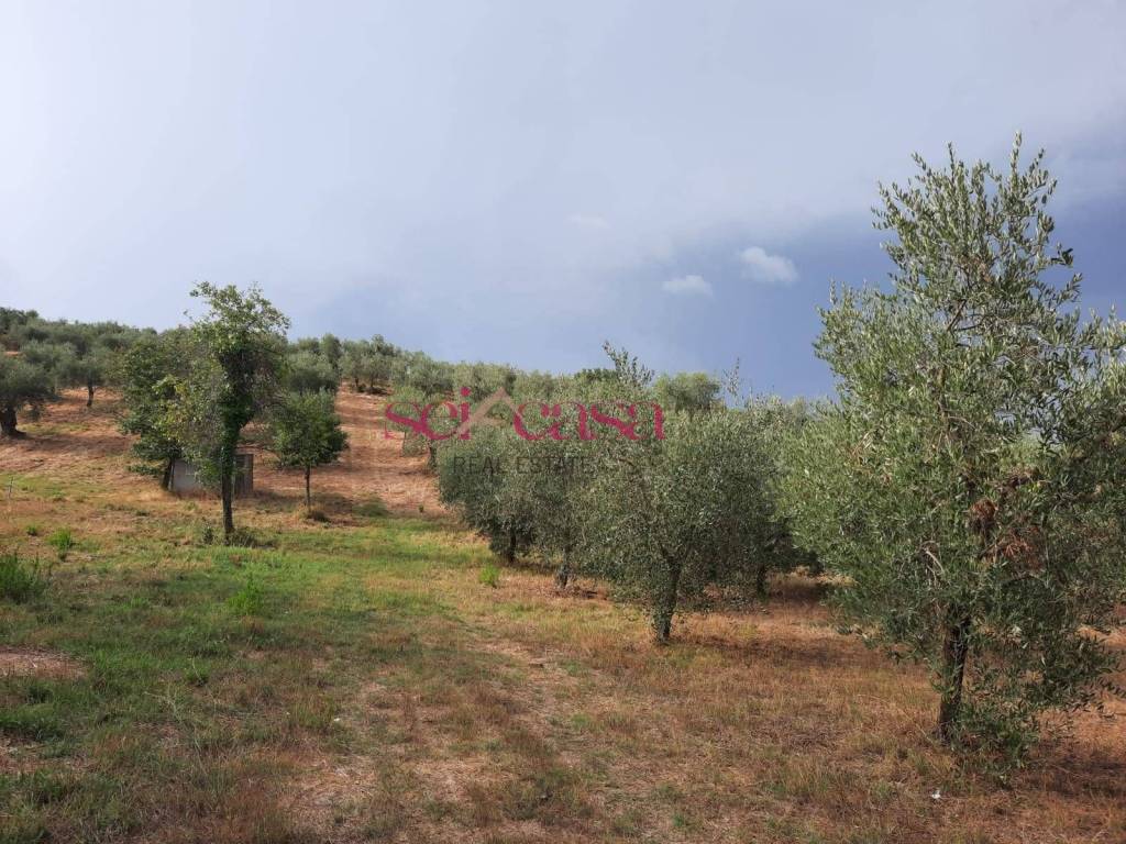 Terreno a Castiglione della pescaia in Vaticino - Foto 2