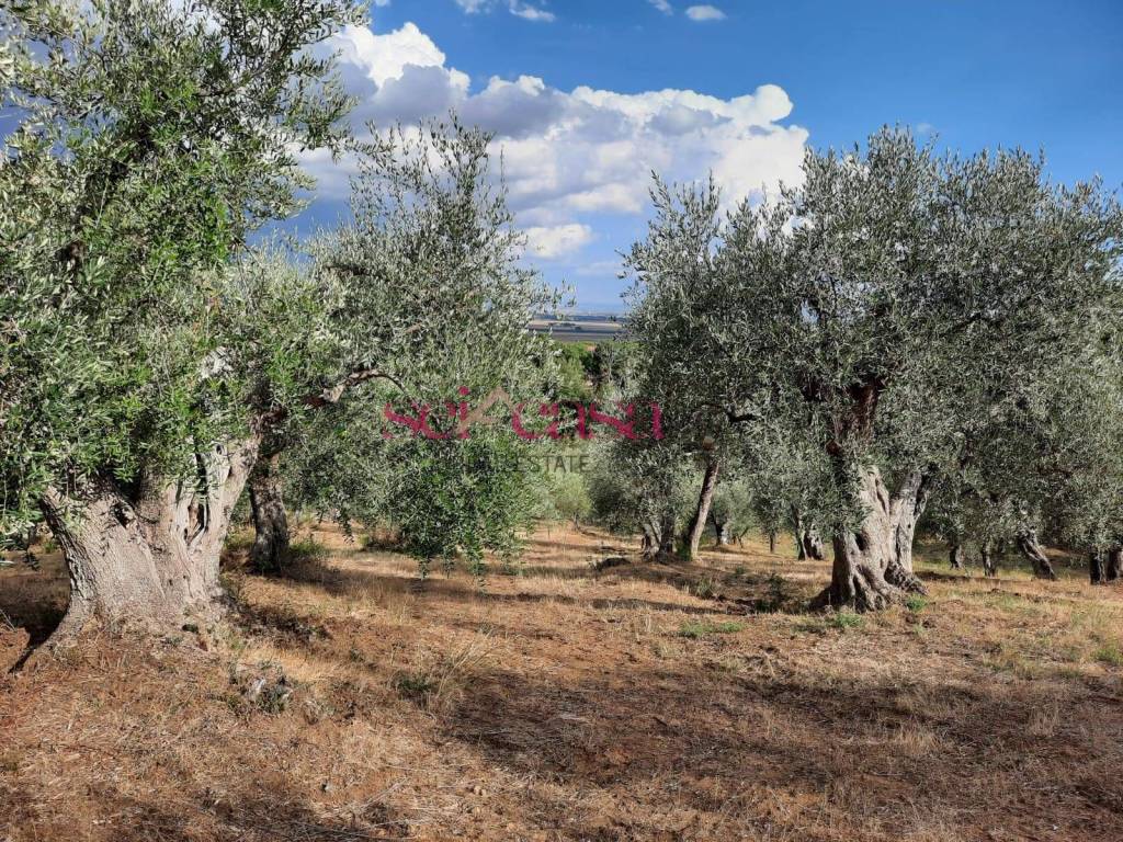 Terreno a Castiglione della pescaia in Vaticino - Foto 3