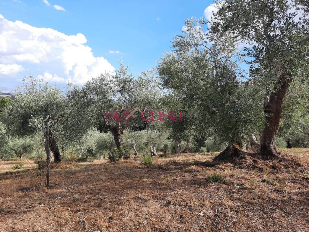Terreno a Castiglione della pescaia in Vaticino - Foto 4