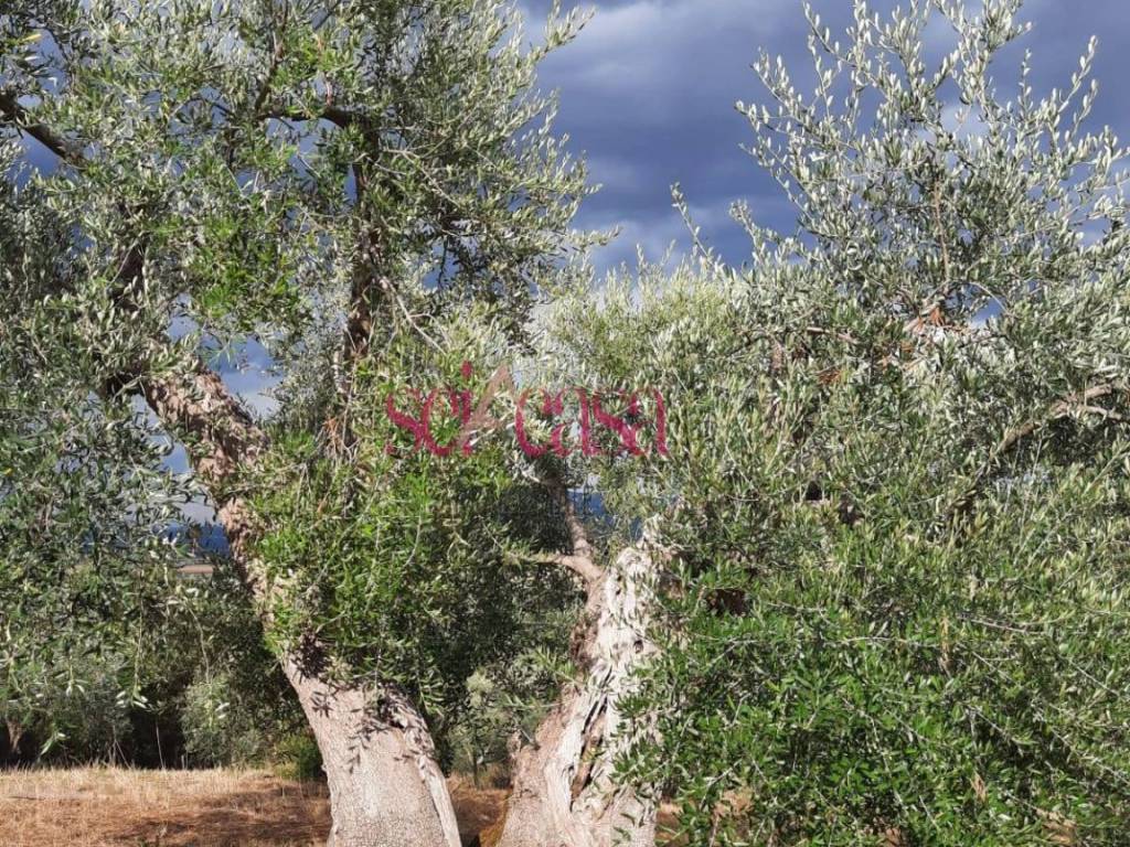 Terreno a Castiglione della pescaia in Vaticino - Foto 5