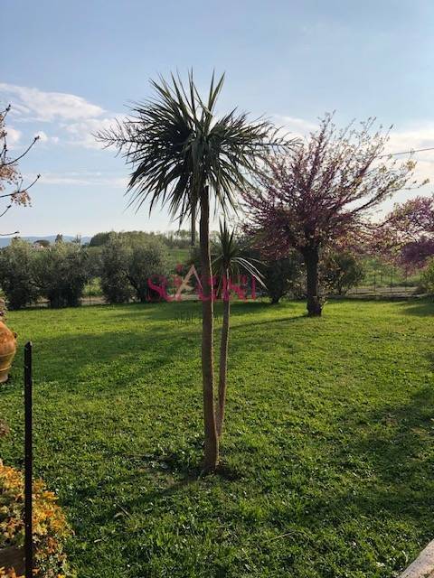 Rustico / casale a Magliano in toscana in Località Sant'Andrea - Foto 2