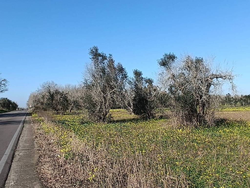 Terreno a Supersano in SP172 - Foto 2