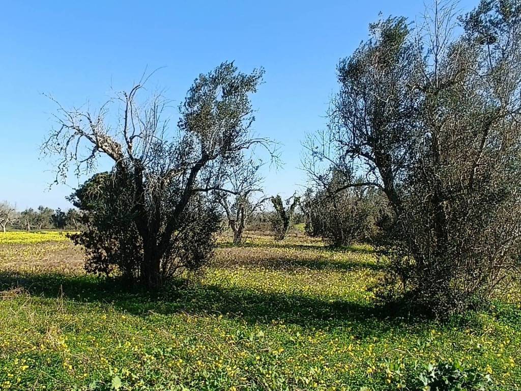 Terreno a Supersano in SP172 - Foto 3