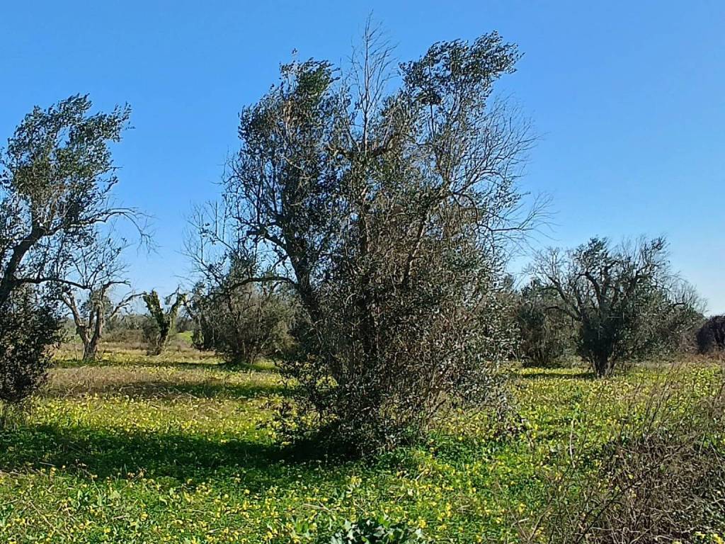 Terreno a Supersano in SP172 - Foto 4