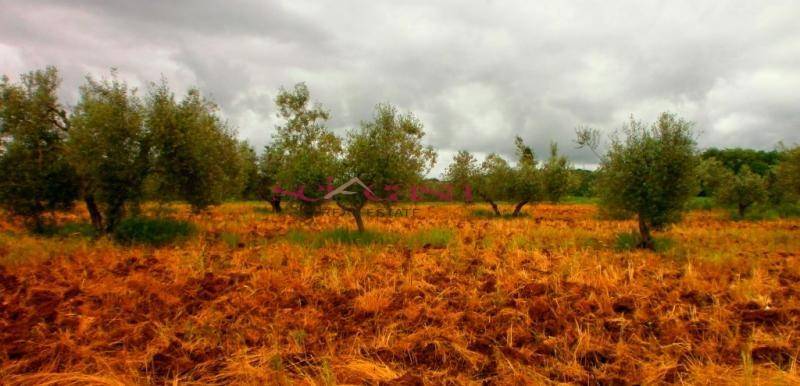 Terreno a Campagnatico in Campagnatico - Foto 4