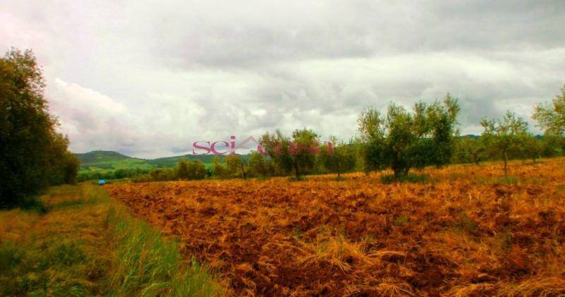 Terreno a Campagnatico in Campagnatico - Foto 5