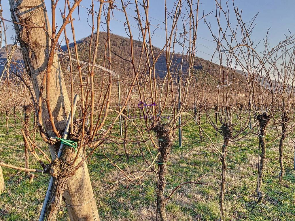 Terreno a Galzignano terme - Foto 2