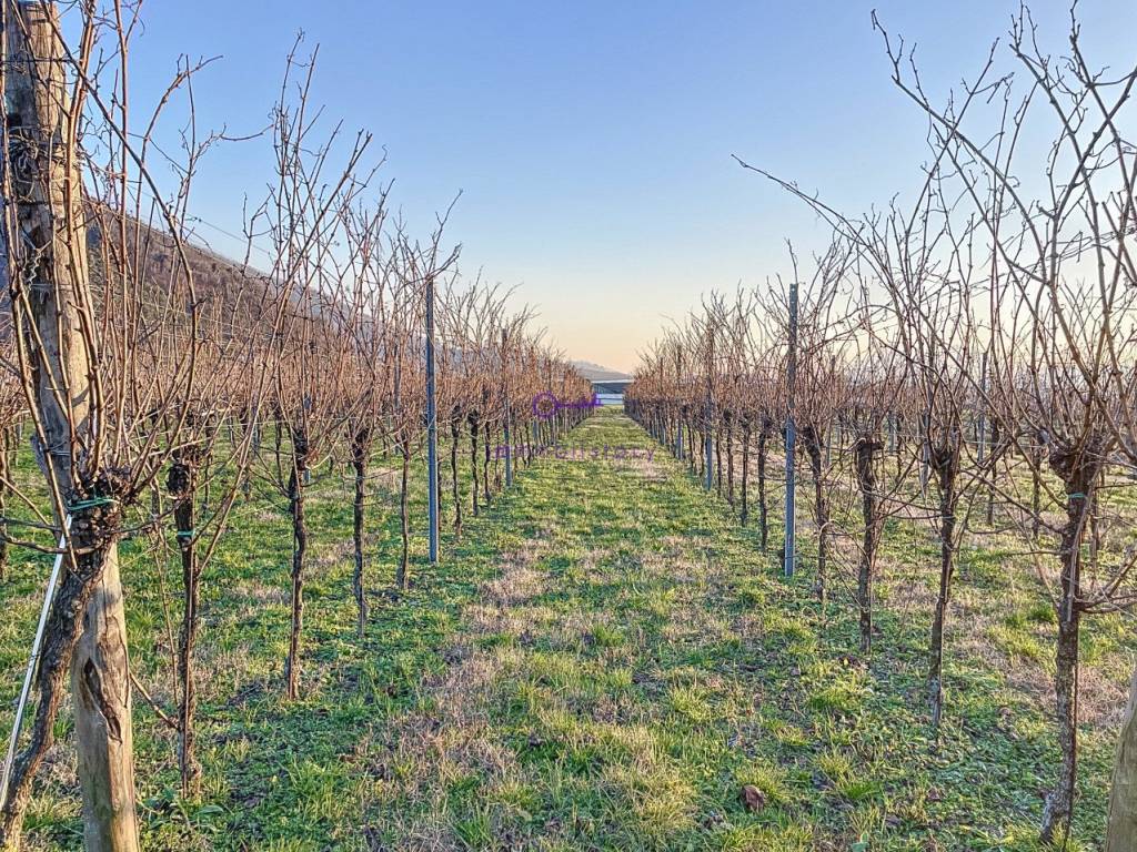 Terreno a Galzignano terme - Foto 3