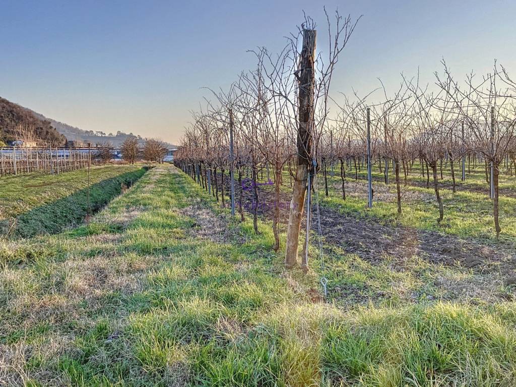 Terreno a Galzignano terme - Foto 4