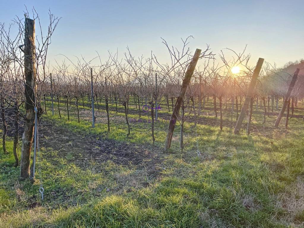 Terreno a Galzignano terme - Foto 5