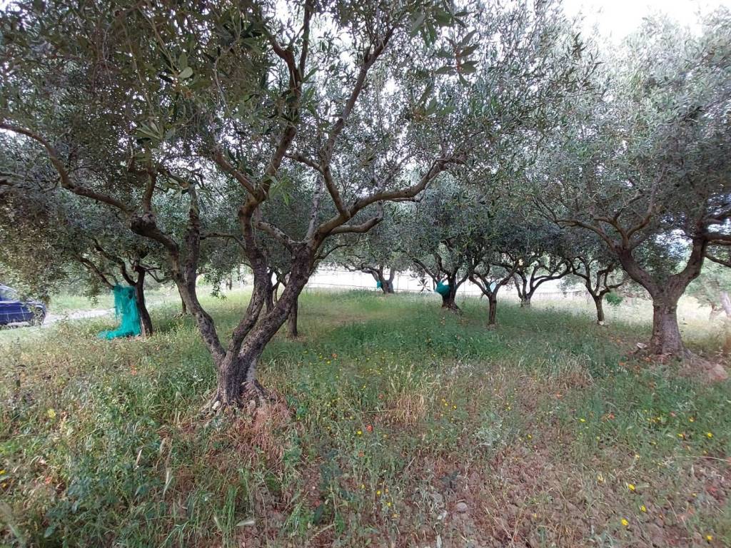 Terreno a Ascea in Via Tempa delle Case - Foto 2