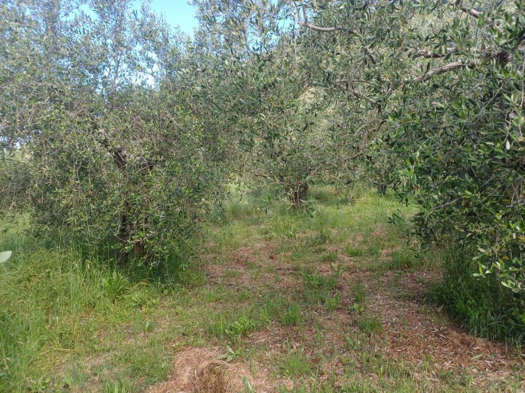 Terreno a San giuliano terme in via dei santi vecchi - Foto 4