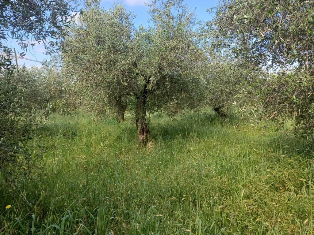 Terreno a San giuliano terme in via dei santi vecchi - Foto 5