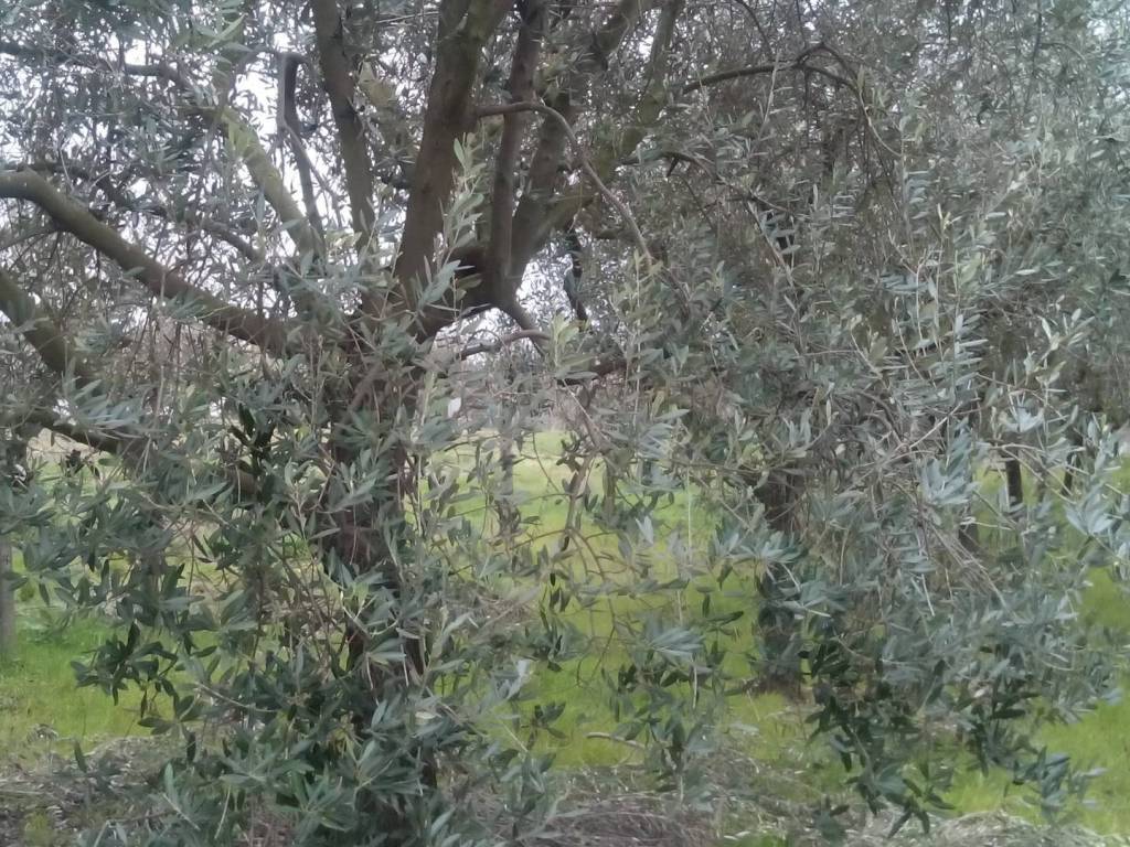 Terreno a San giuliano terme in via martiri della liberazione - Foto 2
