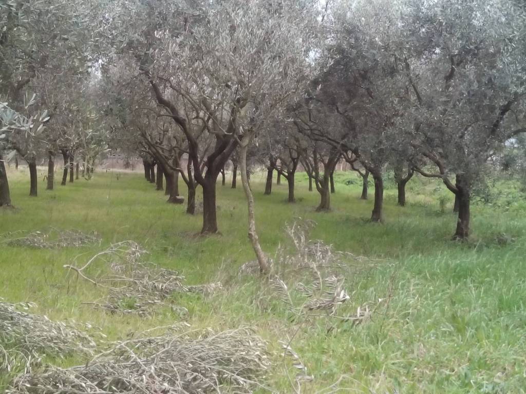 Terreno a San giuliano terme in via martiri della liberazione - Foto 3
