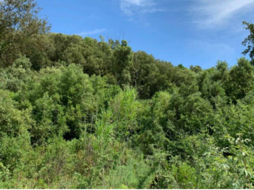 Terreno a Rosignano marittimo in Località Bottone - Foto 4