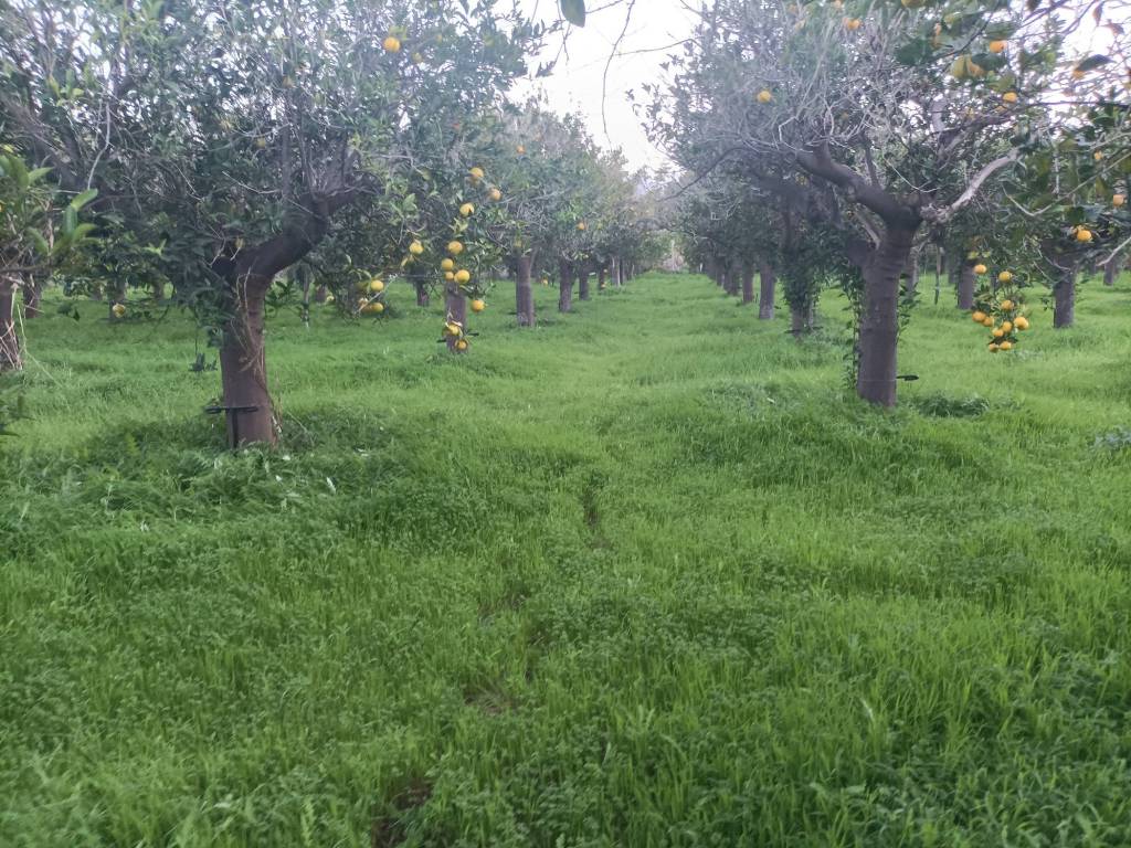 Rustico / casale a Lascari in SP28 - Foto 5
