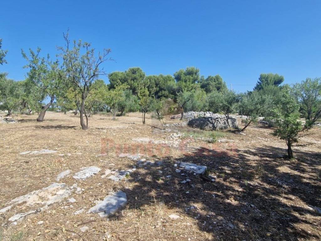 Rustico / casale a Andria - Foto 4