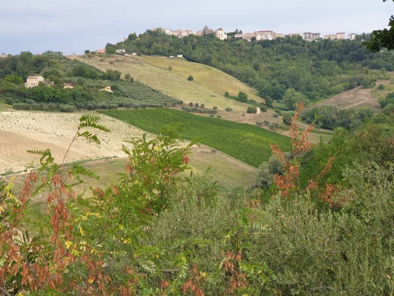 Terreno a Carassai - Foto 4