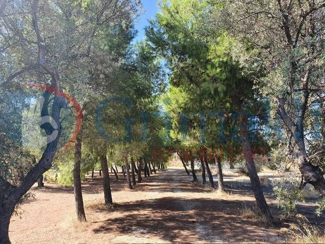 Villa a Trani in Via Duchessa D'Andria , snc - Foto 5