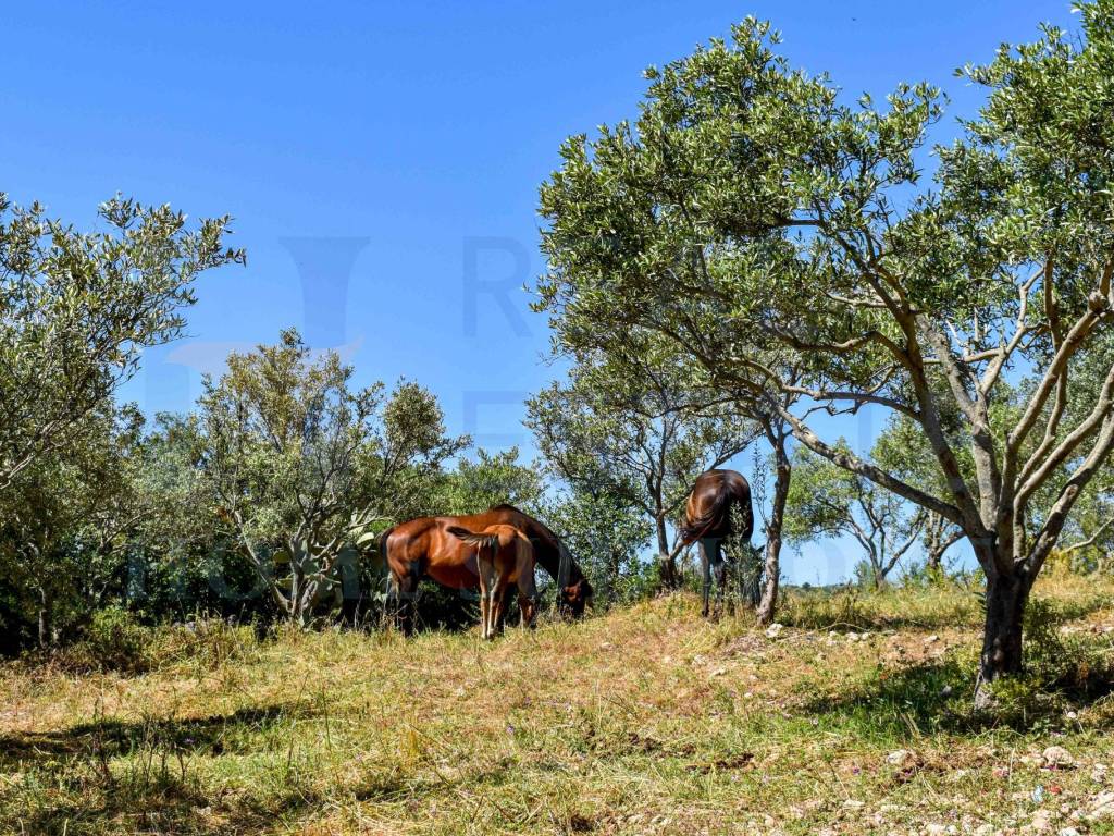 Rustico / casale a Noto in Via Tommaso Fazello, 228 - Foto 5