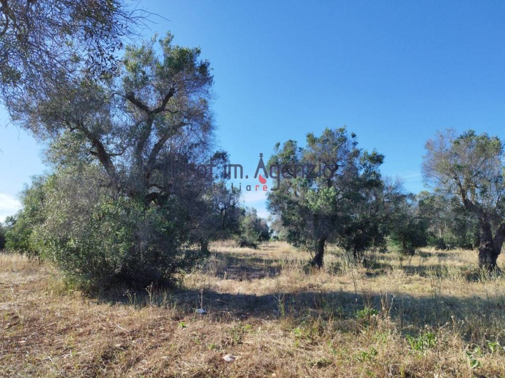 Terreno a Carovigno - Foto 2