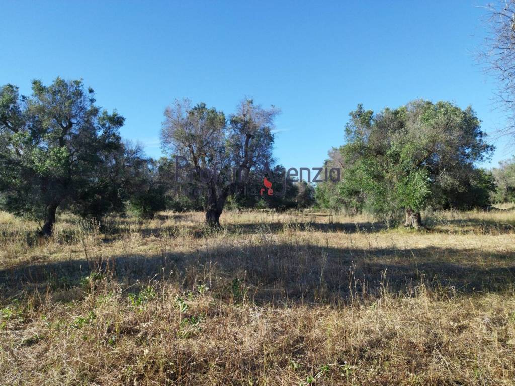 Terreno a Carovigno - Foto 3