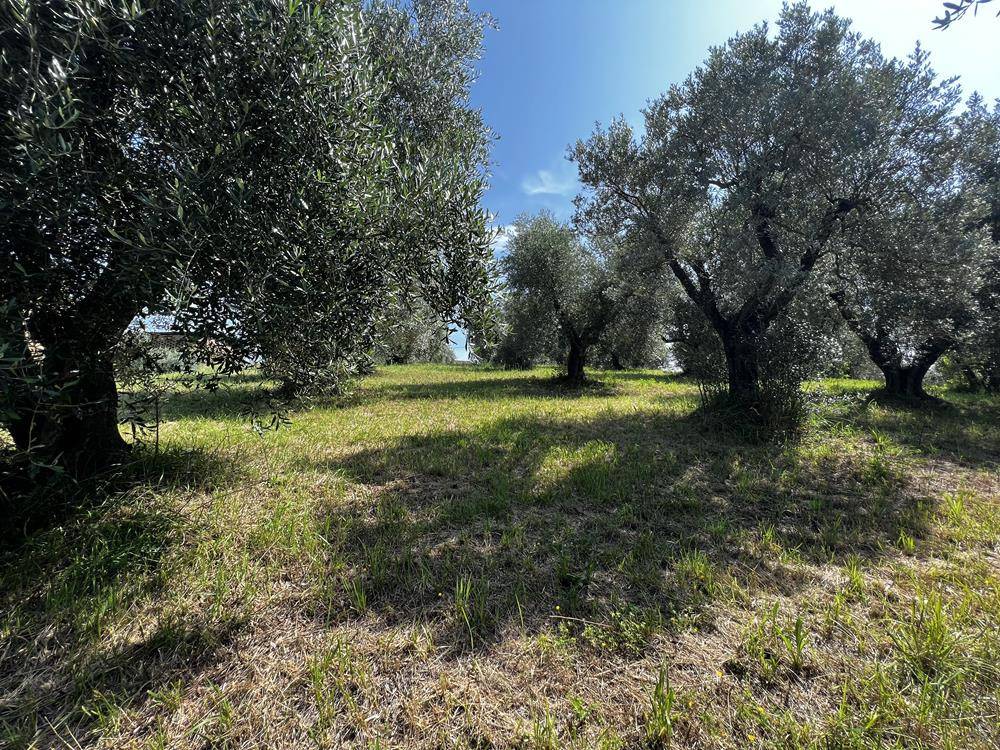 Terreno a Collevecchio in Strada Vicinale del Balcone, 1 - Foto 3