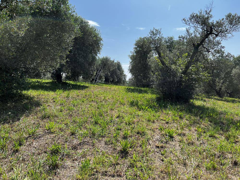 Terreno a Collevecchio in Strada Vicinale del Balcone, 1 - Foto 5