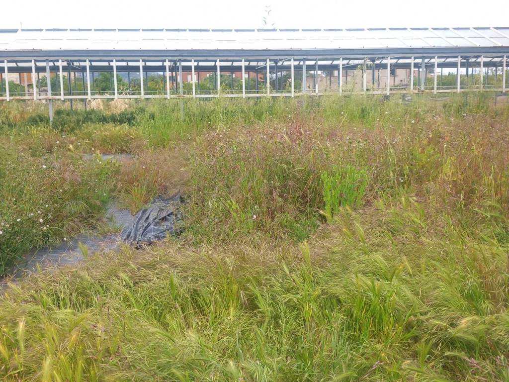 Terreno a Ceriale - Foto 2