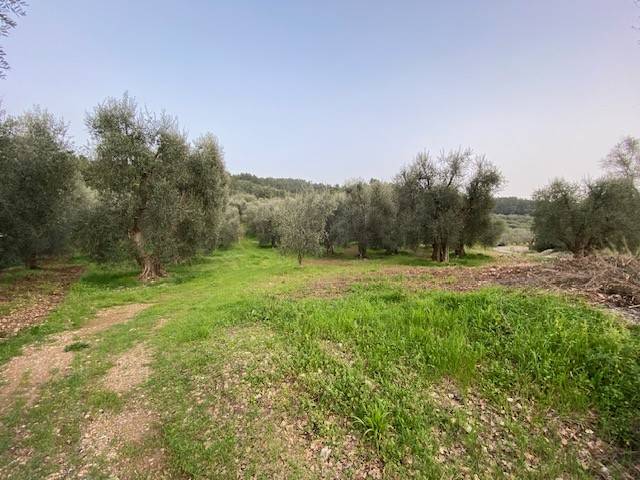 Terreno a Vico del gargano in Via Parelli - Foto 2