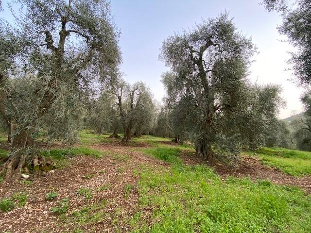 Terreno a Vico del gargano in Via Parelli - Foto 3