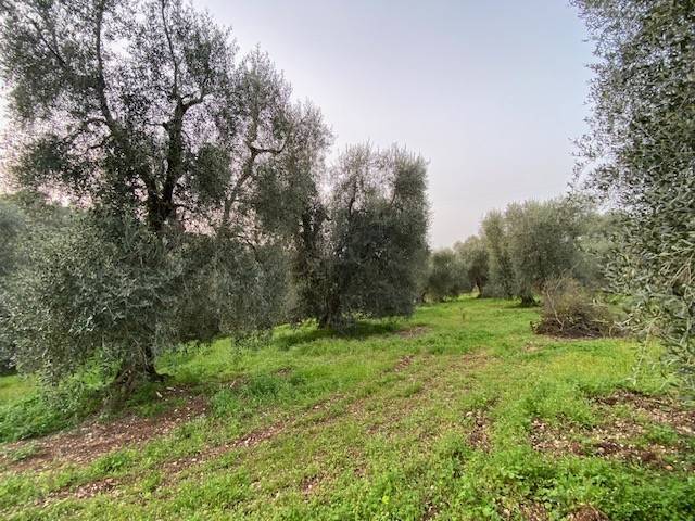 Terreno a Vico del gargano in Via Parelli - Foto 4